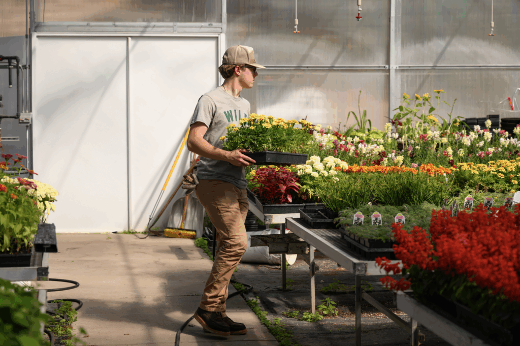 A person wearing a cap and casual clothes carries a tray of flowers inside a greenhouse filled with colorful flowering plants and greenery on tables. Sunlight shines through the transparent walls.